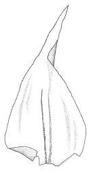 Rhytidiadelphus triquetrus, branch leaf. Drawn from J. Espie 60.015, CHR 513545.
 Image: R.C. Wagstaff © Landcare Research 2014 